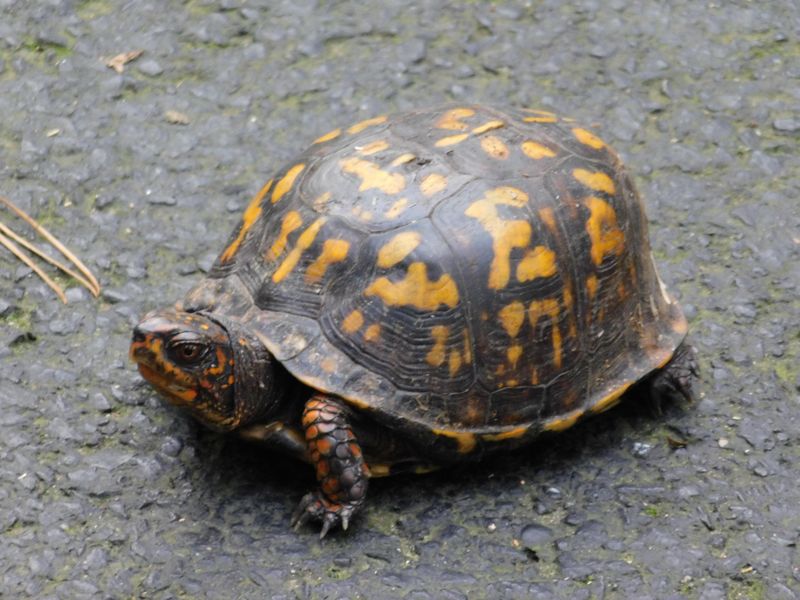 Identify The Species Correctly