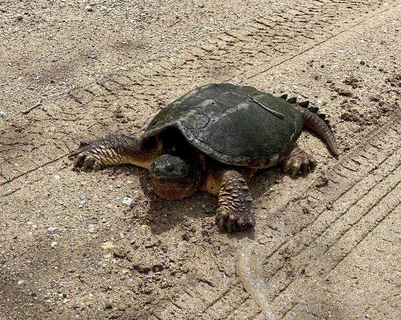Never Pick Up A Snapping Turtle By Its Shell Edges