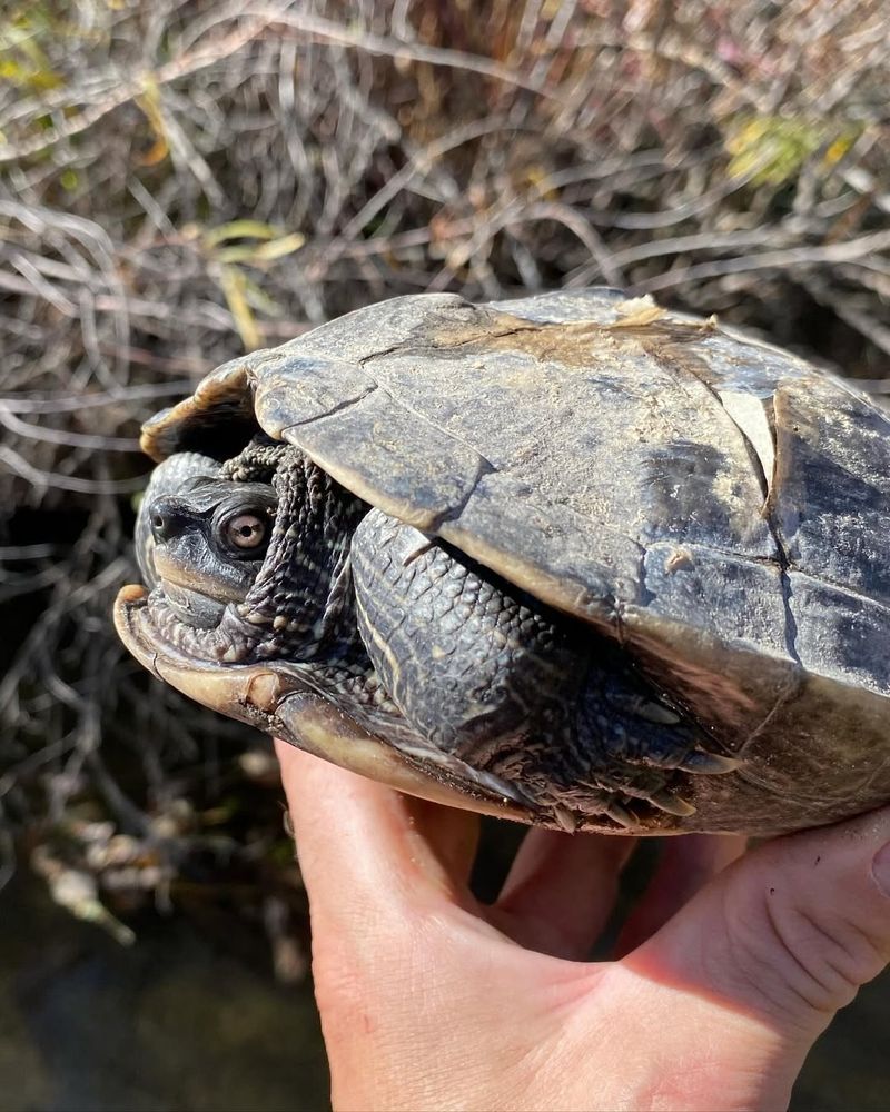 Identify Whether It's A Native Species