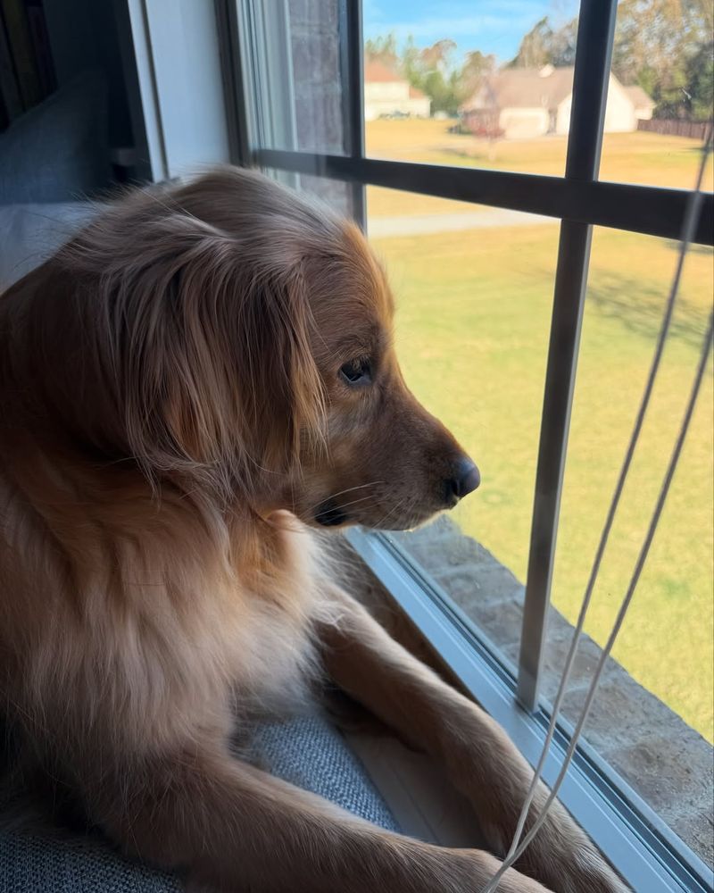 Bring Pets Indoors Immediately