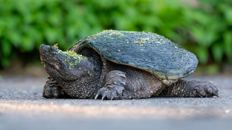 Identify the Species Correctly