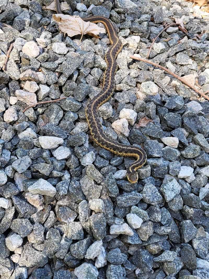 Supporting Hibernating Reptiles and Amphibians