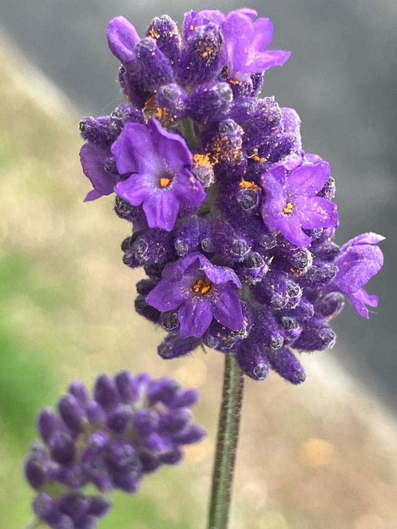 Thrives In Nebraska's Climate