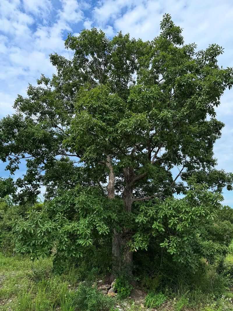 Chinquapin Oak
