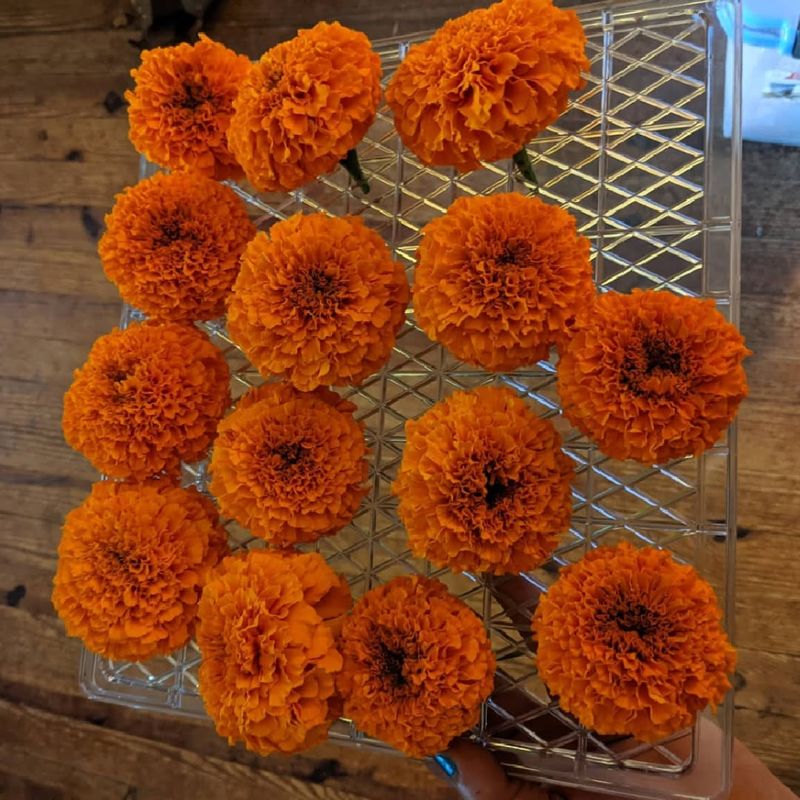 Deadhead In The Morning For Best Results