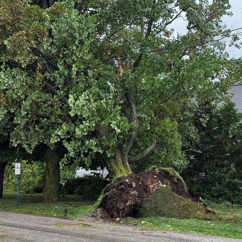 Storm Damage Creates Leafy Tangles