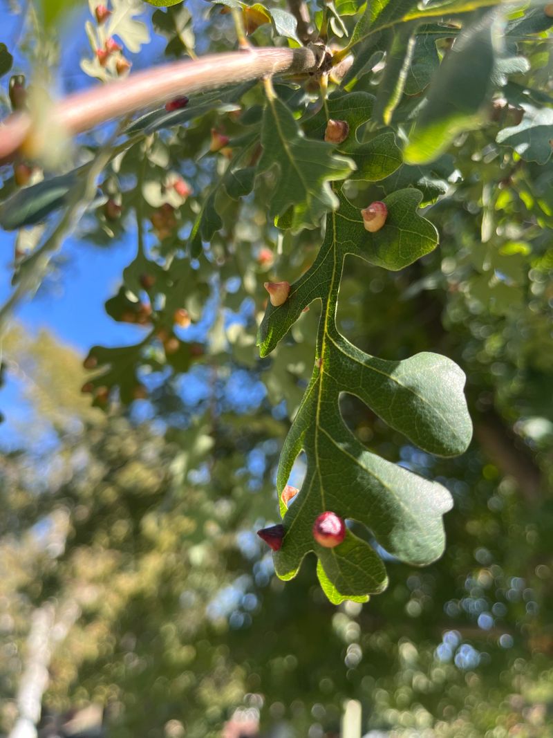 Galls Formed by Insects and Fungi