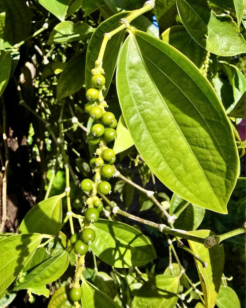 Black Pepper Plant