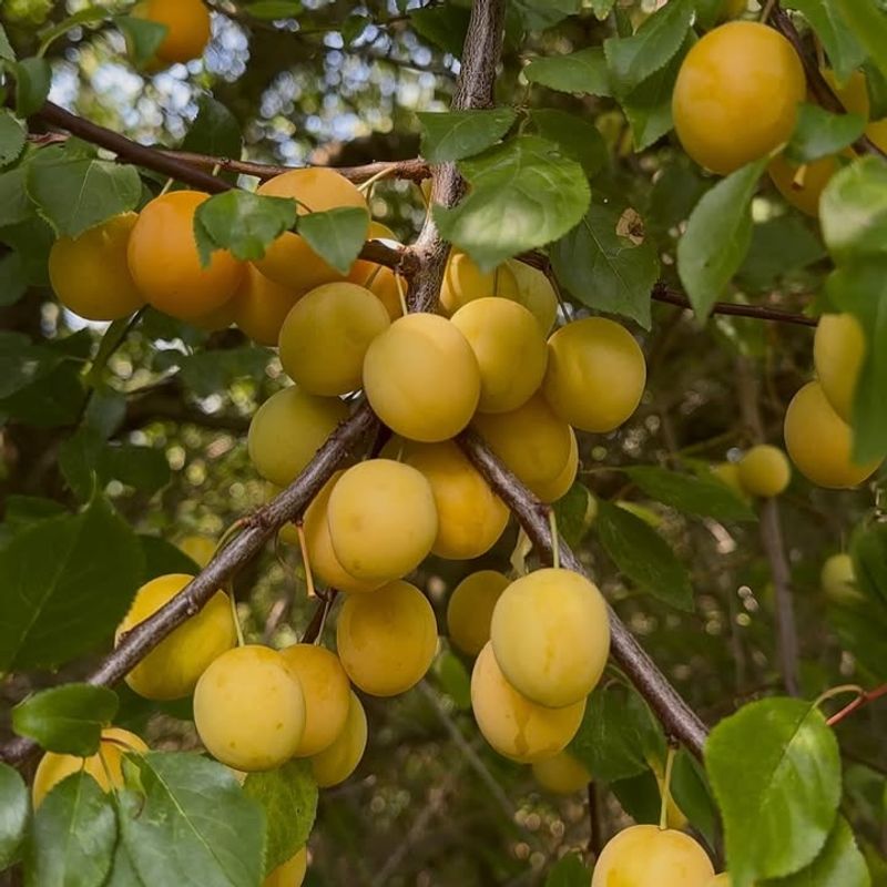 Cherry and Plum Species