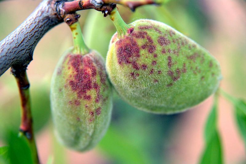 Stone Fruit Trees With Plum Pox