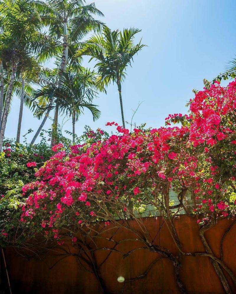 Bougainvillea