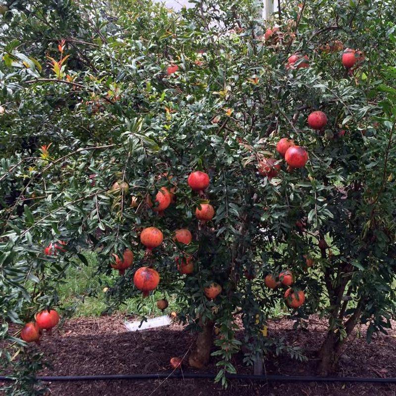 Pomegranate Trees