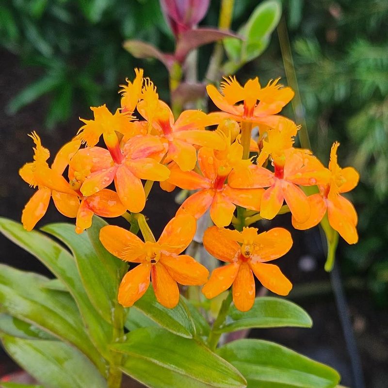 Epidendrum Orchids