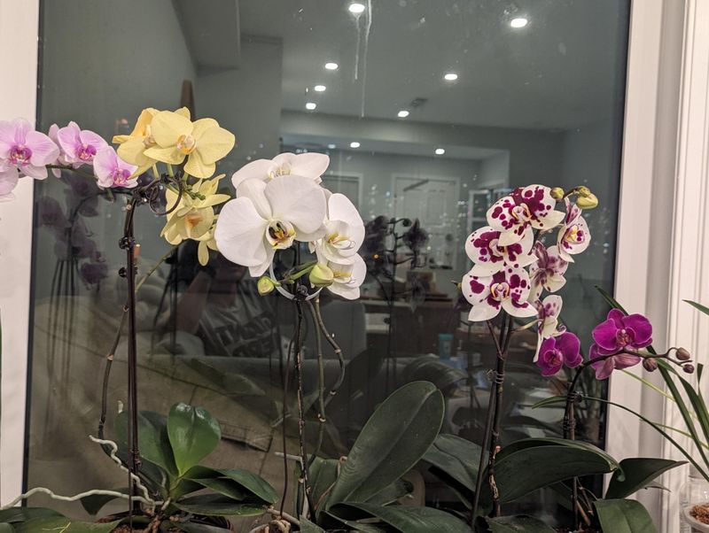 The Real Reason Orchids Love This Simple Kitchen Boost