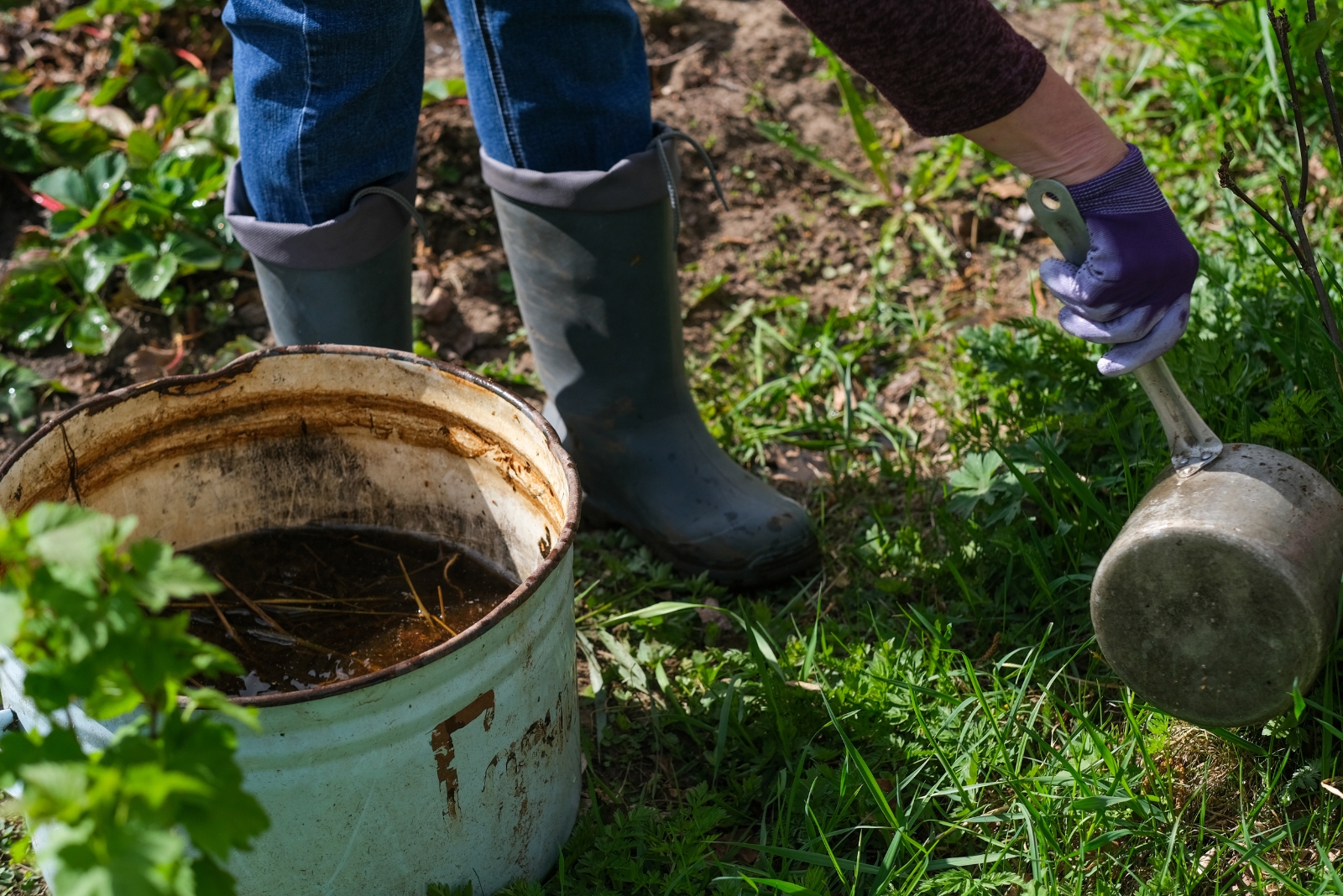 compost tea (featured image)