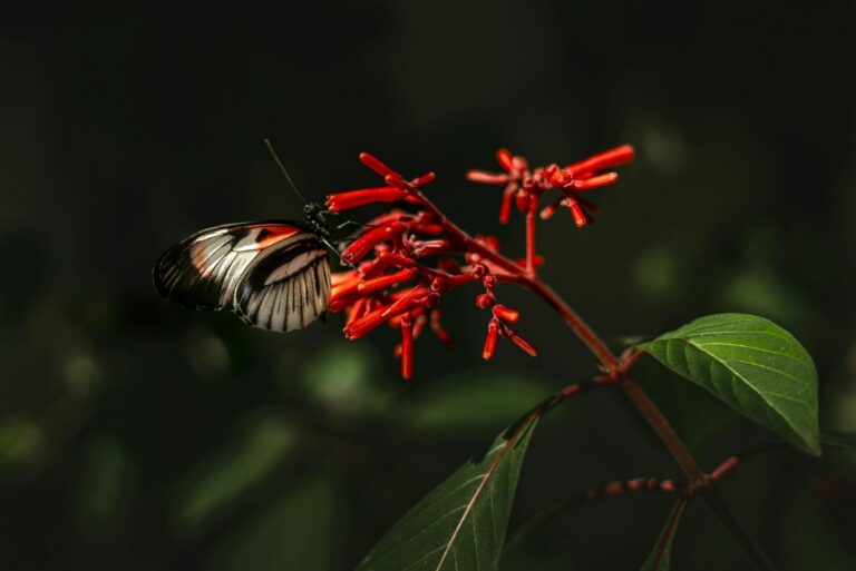 Butterfly Resting on Red Firebush Flowers