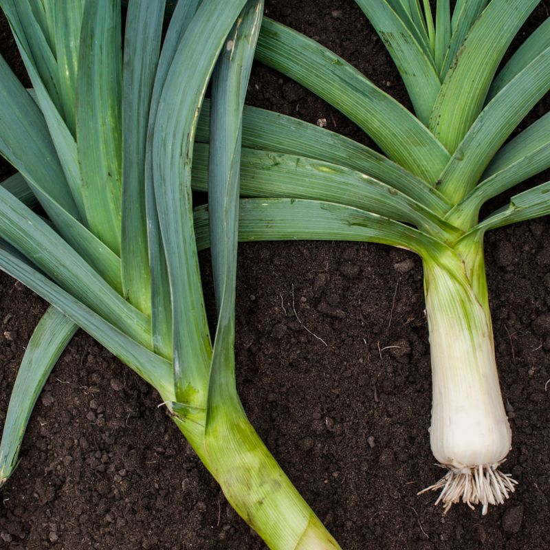 Leeks