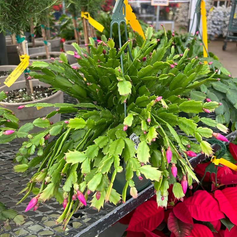 Bud Count Reveals Future Bloom Potential