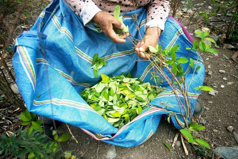 Coca Plants
