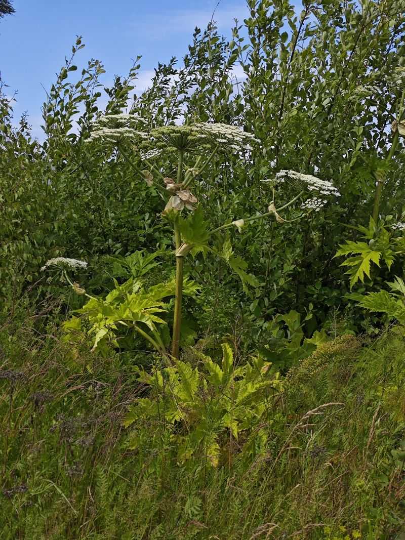 Giant Hogweed