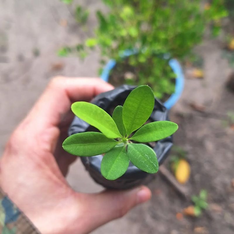 Coca Plants (Erythroxylum coca)