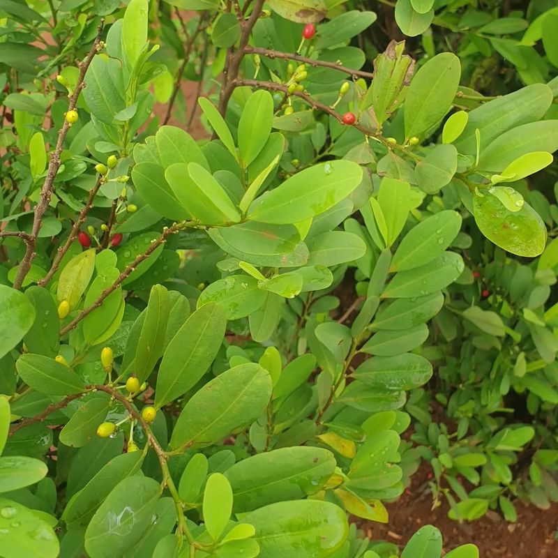 Coca Plants