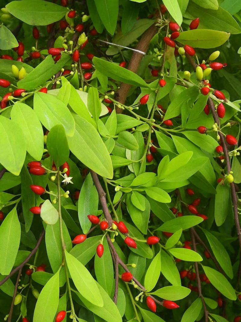 Coca Plants (Erythroxylum coca)