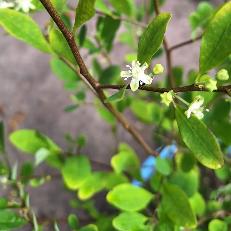 Coca Plants (Erythroxylum coca)