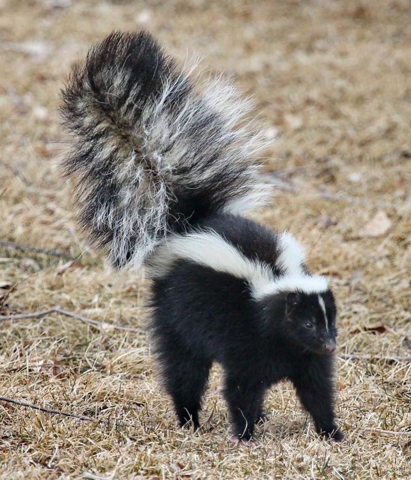 Striped Skunk