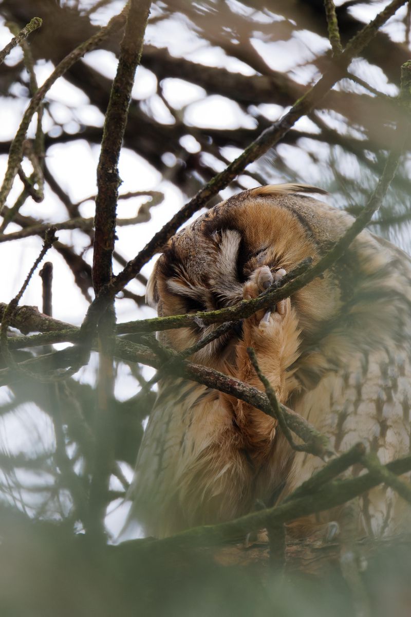 Barn Owl Roosts in Quiet Corners