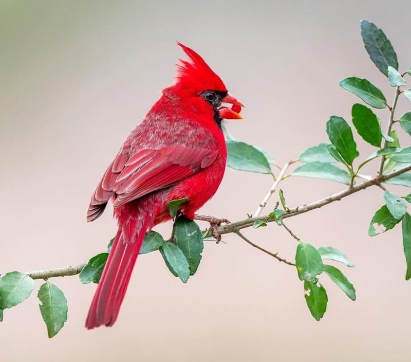 Northern Cardinal
