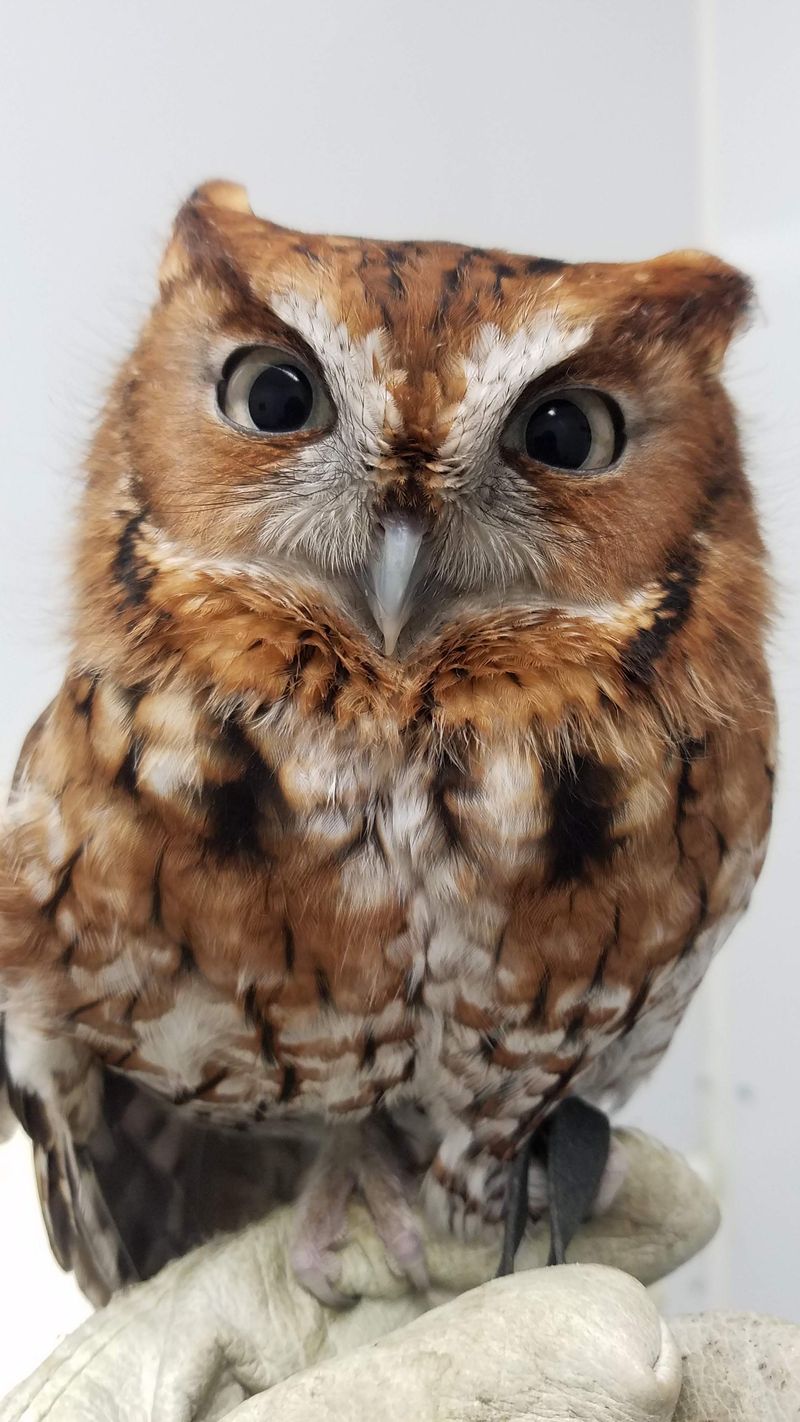 Eastern Screech Owls