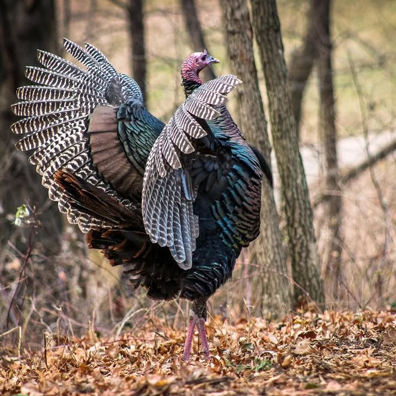 Wild Turkeys