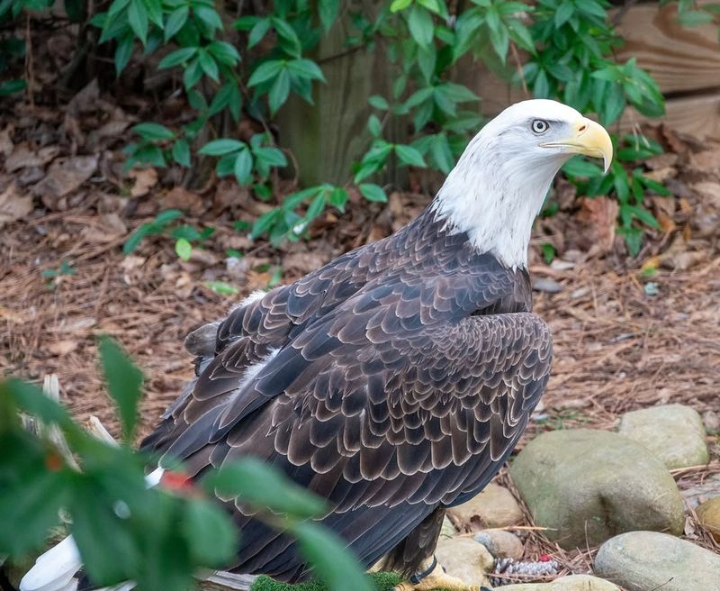 Bald Eagles