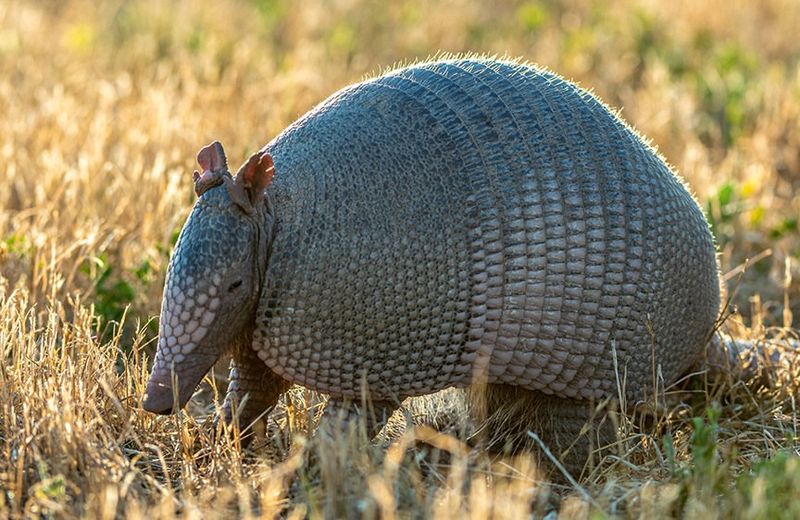 Armadillos