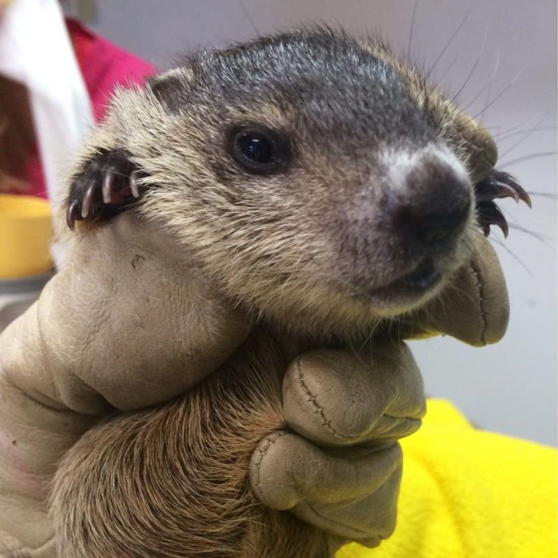 Groundhogs