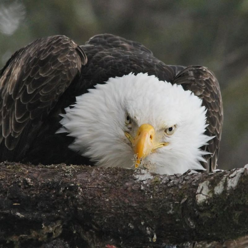 Bald Eagles
