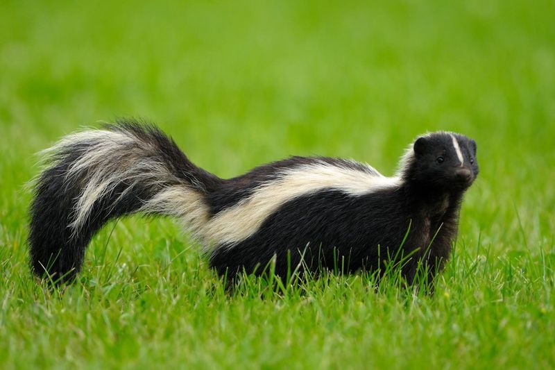 Skunks