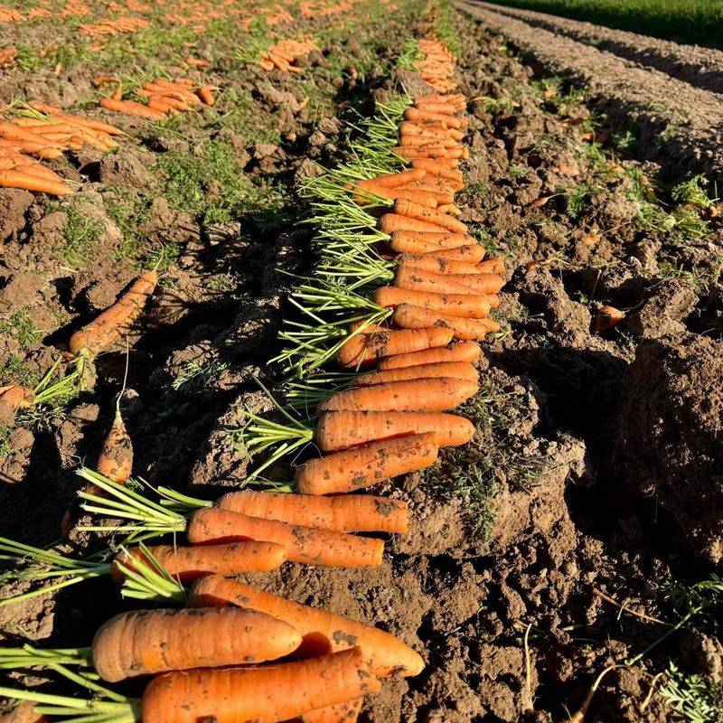 Lower Respiration Rates Preserve Sugars