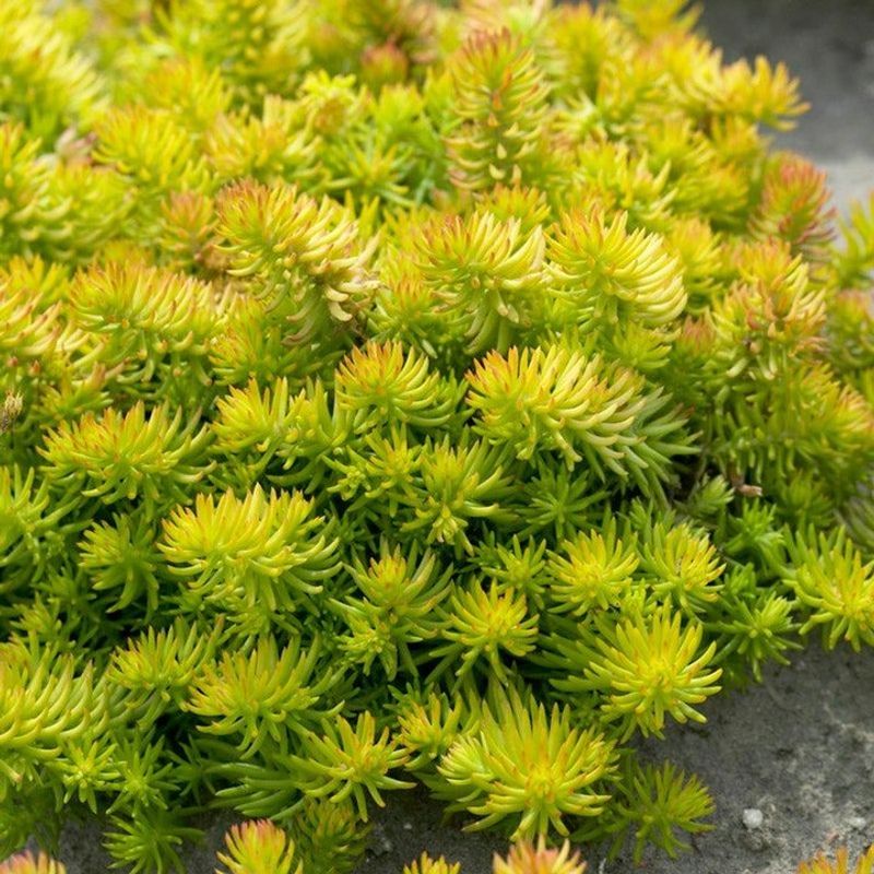 Sedum Reflexum (Blue Spruce Stonecrop)