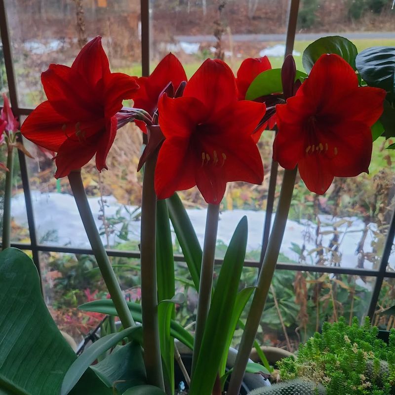 Matching Bud Color To Your Decor