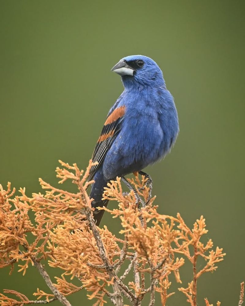 Blue Grosbeak