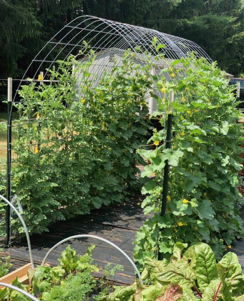 Learning About Companion Planting