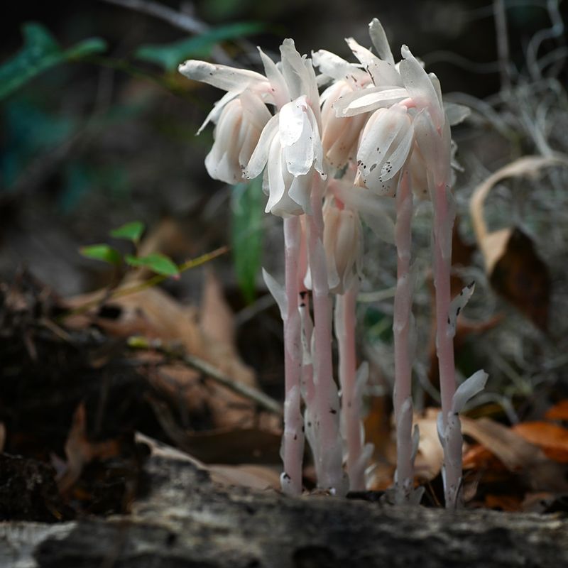 Blooms Appear Only In Summer Months