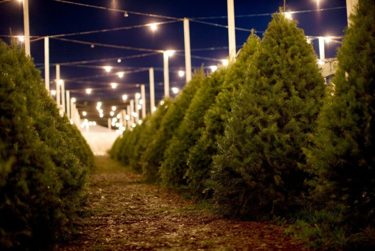 christmas tree farm