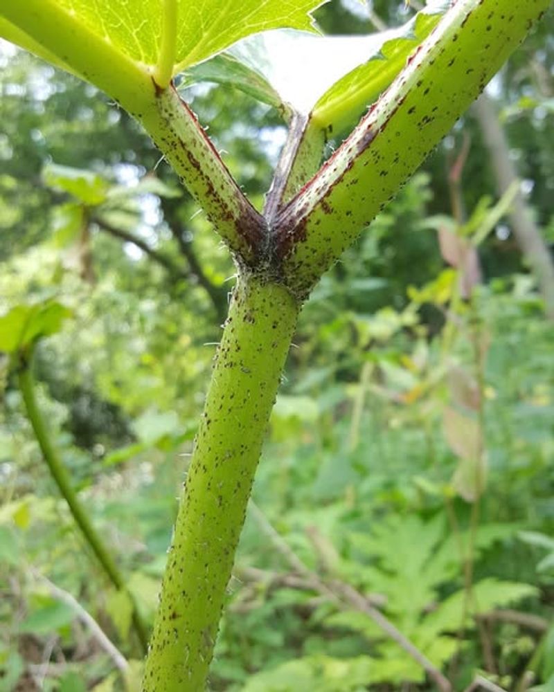 Produces Thousands Of Seeds That Spread Easily