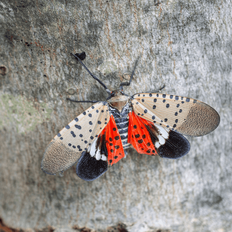 Lanternflies Prefer It Over Other Trees