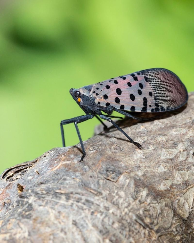 Spotted Lanternflies Love It Like Candy
