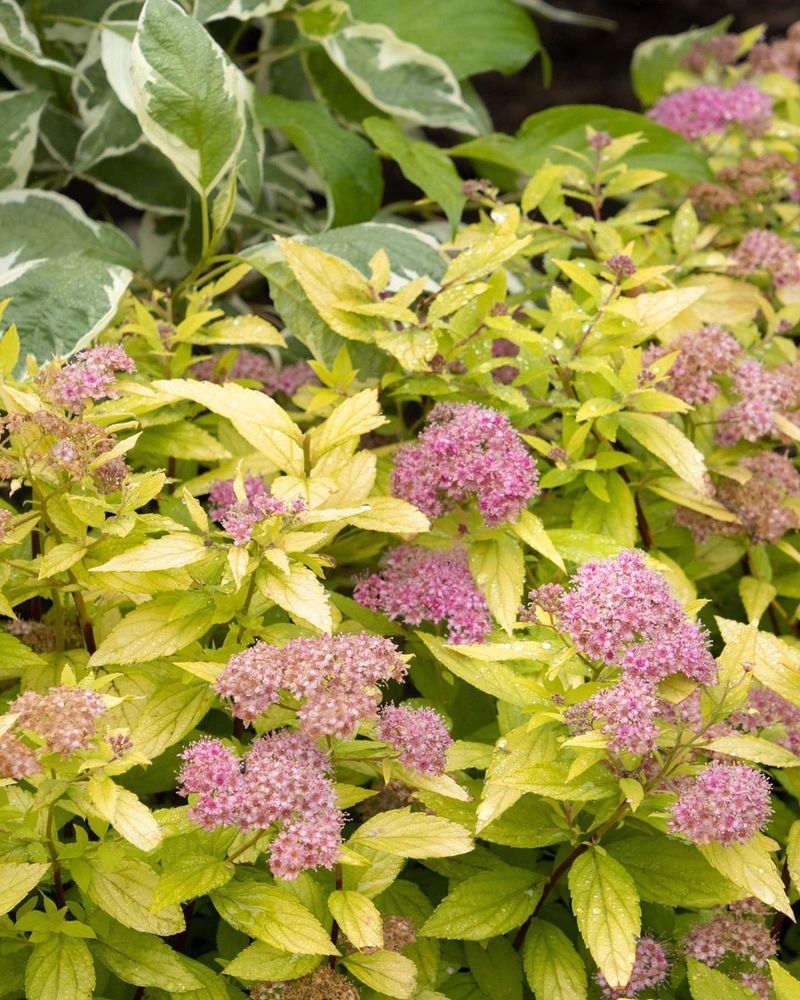 Spirea Shrubs
