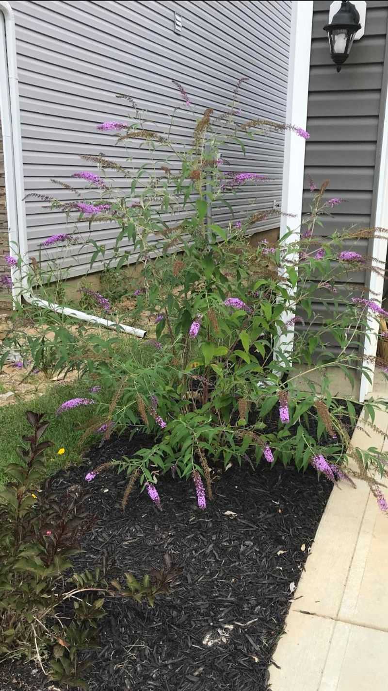 Butterfly Bush